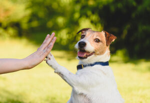 what is shaping in dog training