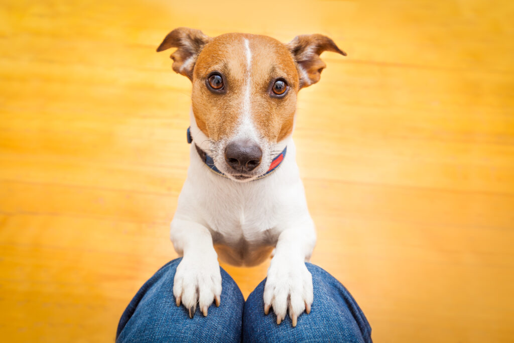 why is your dog staring at you