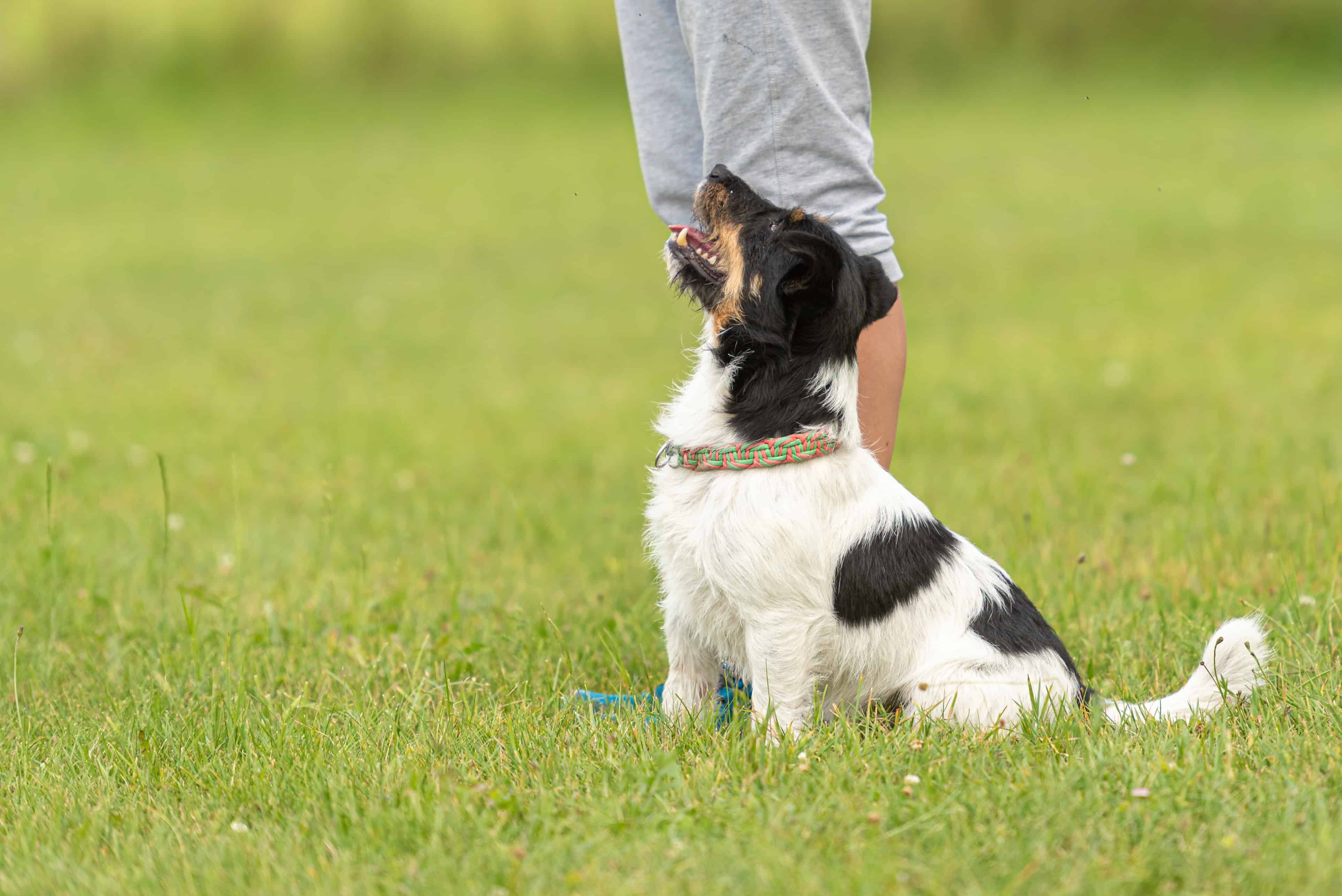 dog looking up at owner