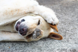 mistakes dog owners make