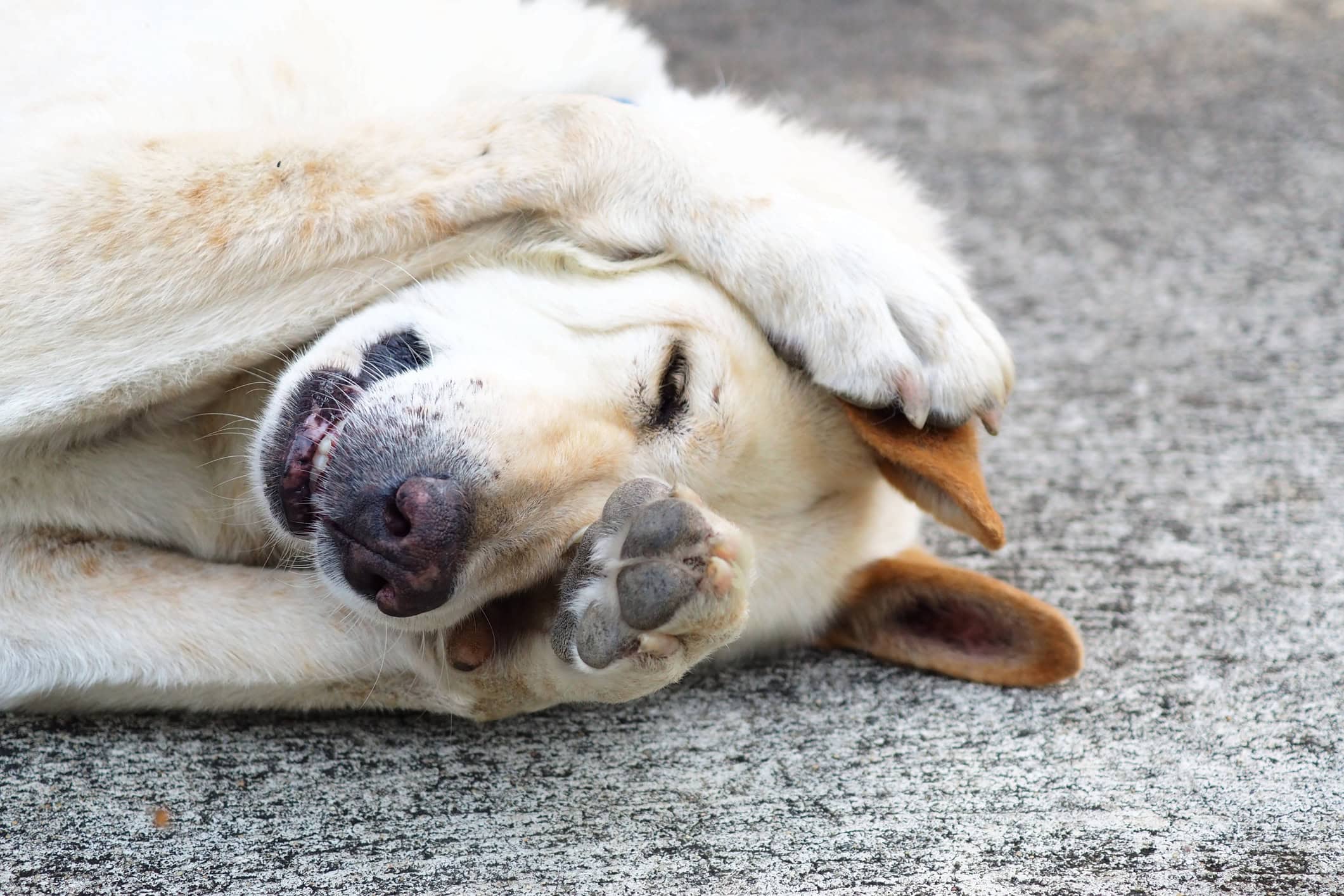 mistakes dog owners make