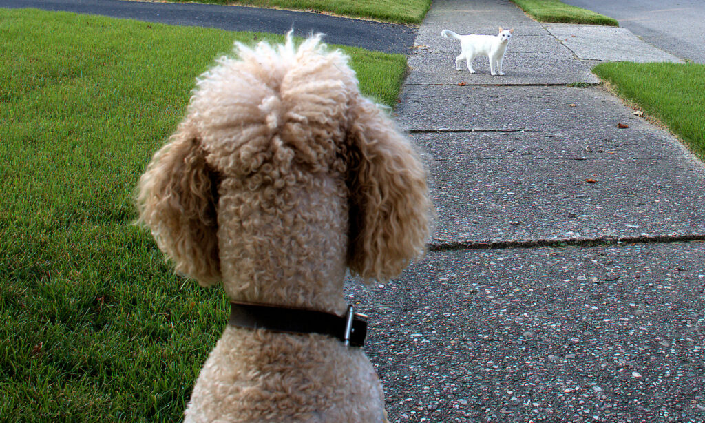 dog focusing on cat distance threshold