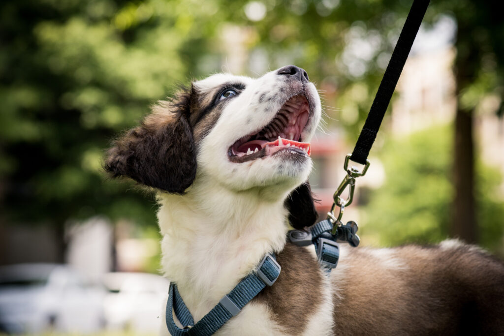 dog focusing on handler