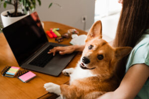 dog routine