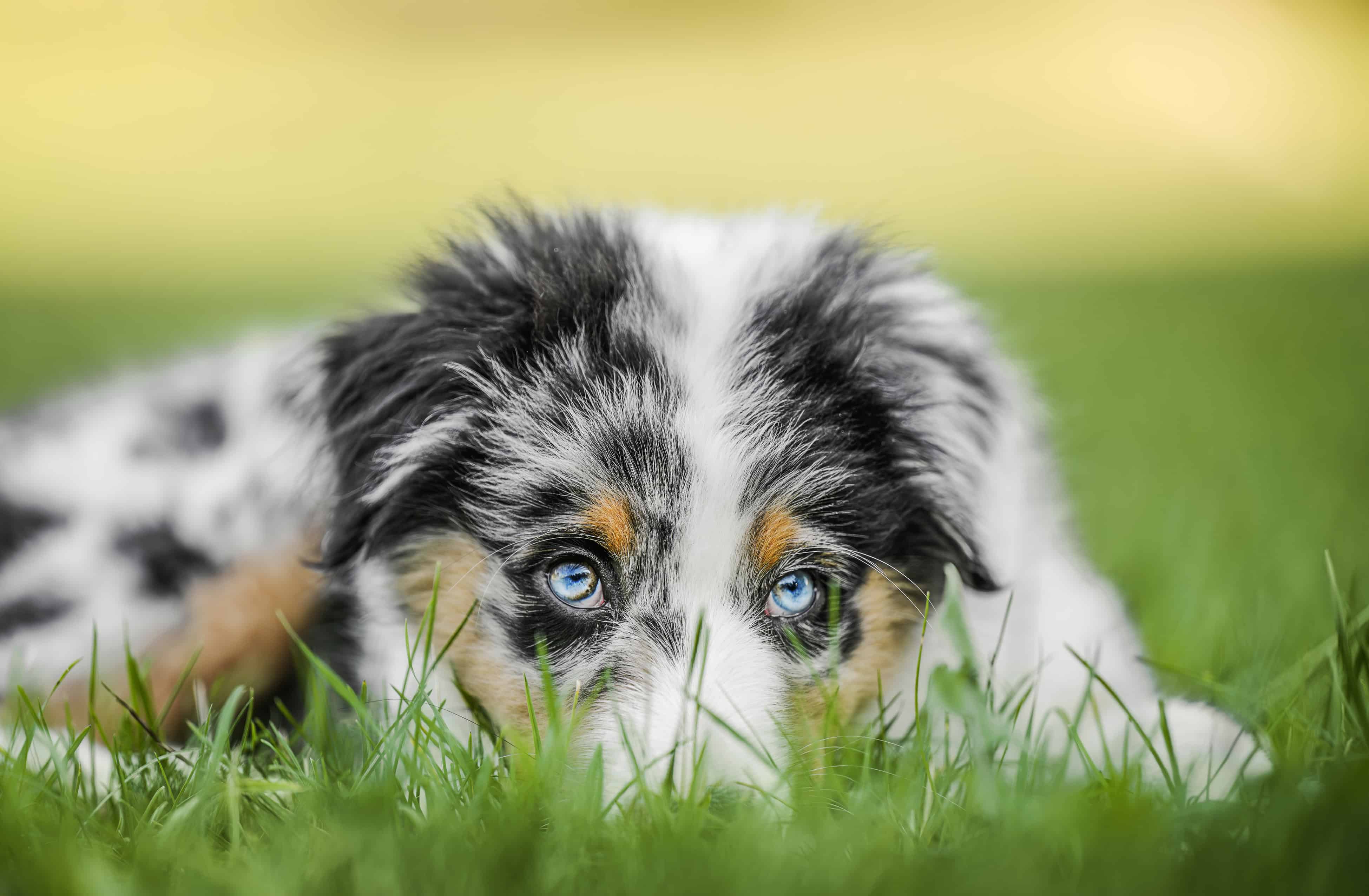confused australian shepherd puppy