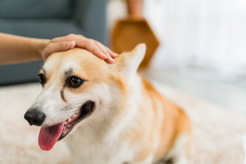 corgi being petted by visitors