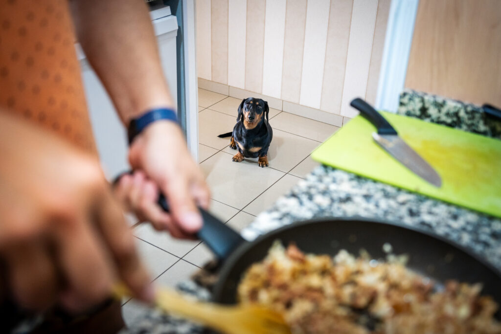 dog looking at food in kitchen