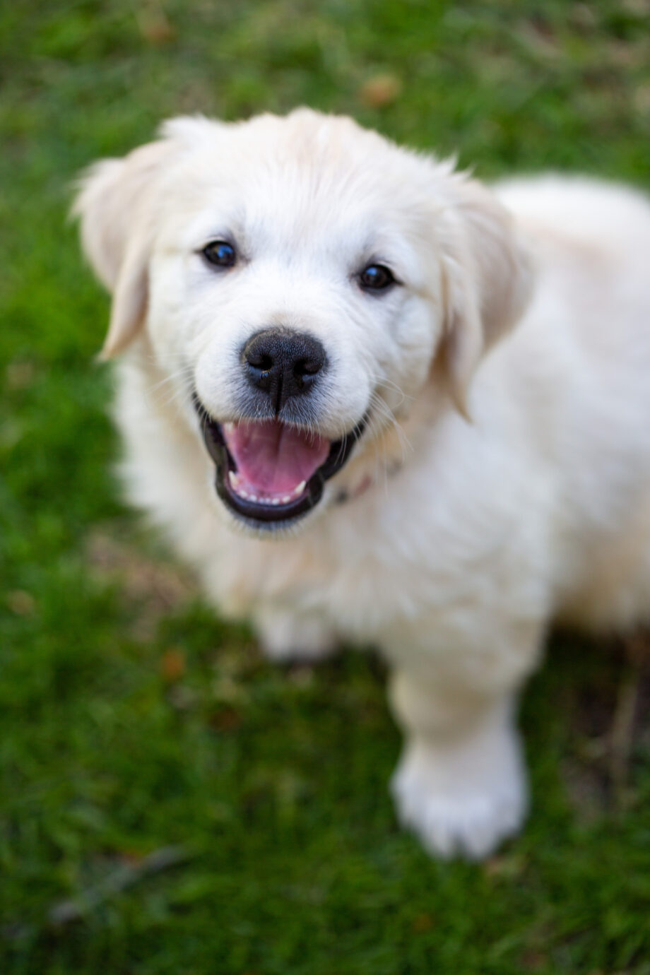 golden retriever puppy
