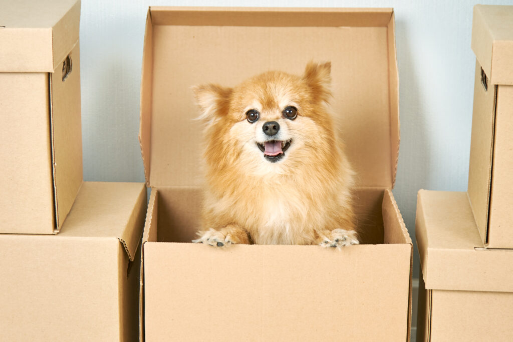 how to help dog moving house