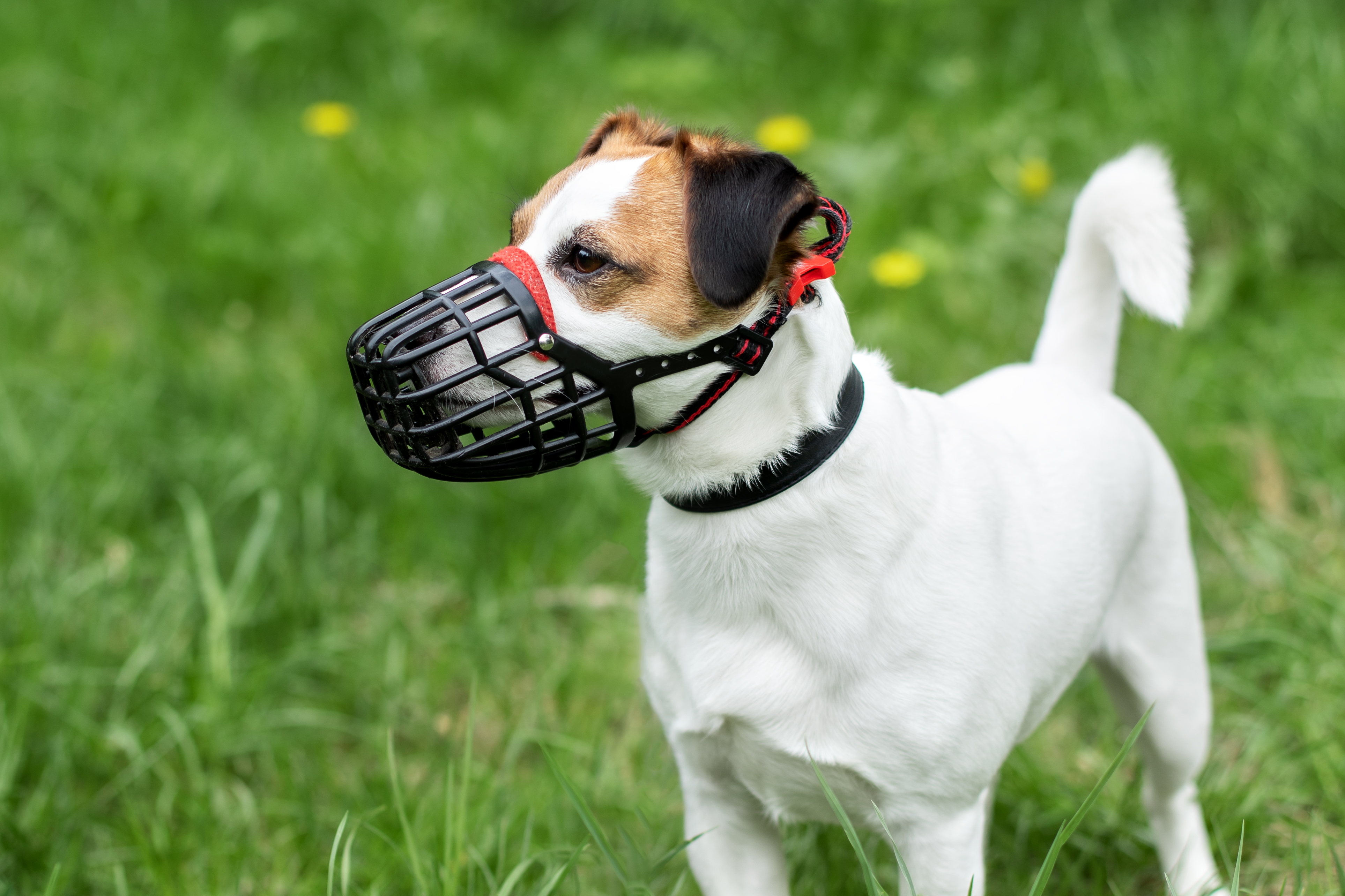 how to muzzle train your dog