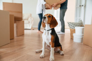 how to prepare your dog for moving house