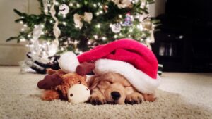 dogs at christmas
