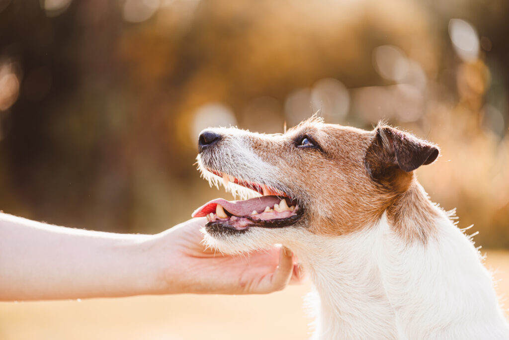 operant conditioning in dog training