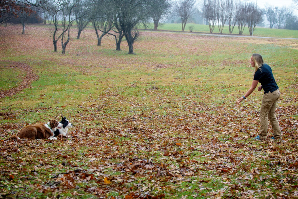 tabor tiffany dog trainer rifle colorado