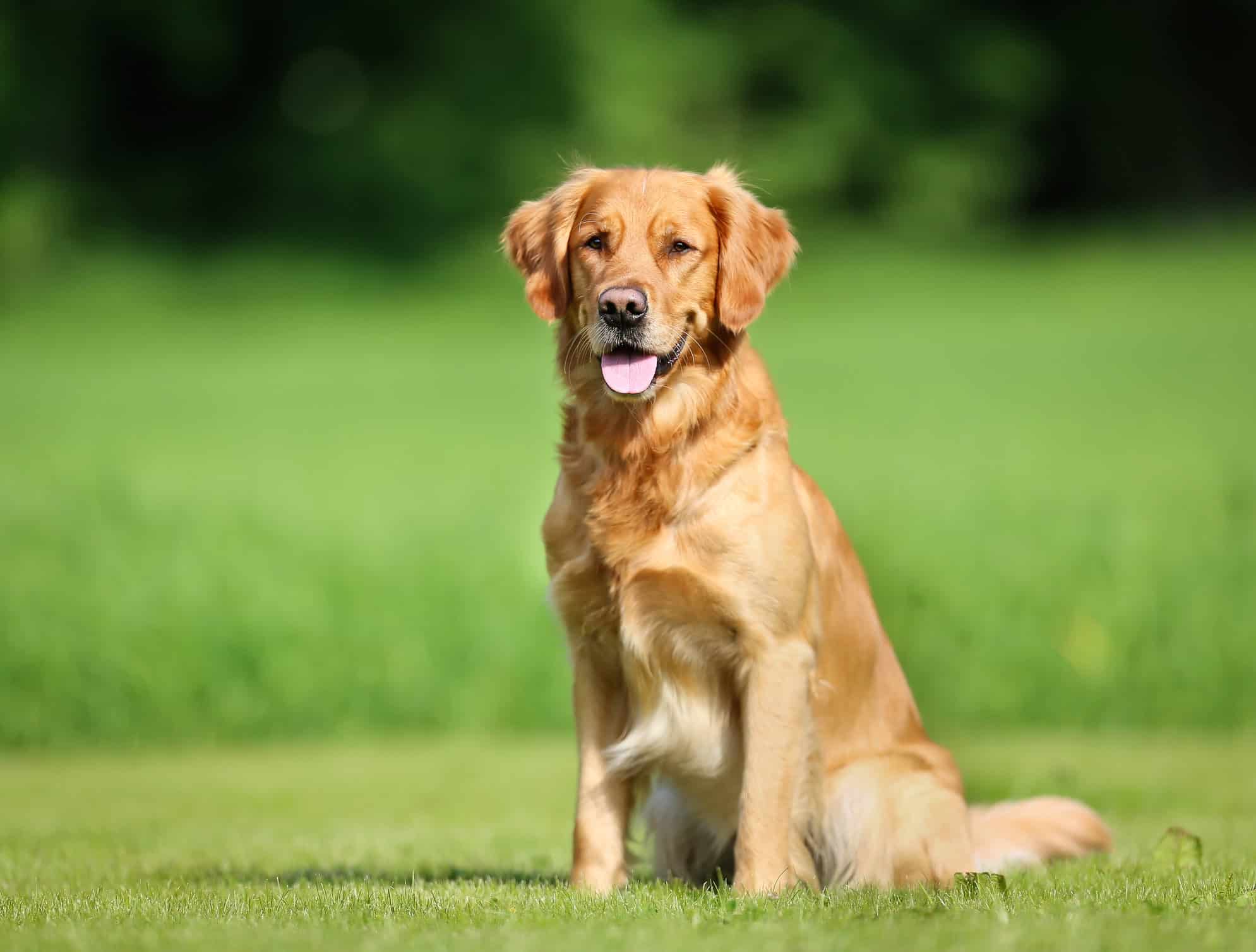 how to set dog training goals