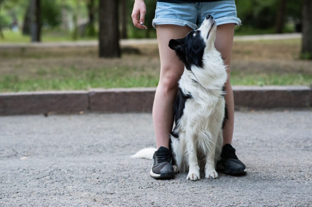 border collie waiting to sit