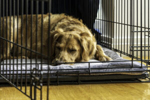 golden retriever in crate