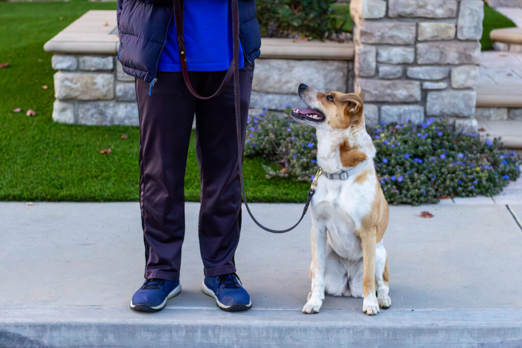 importance of timing in dog training