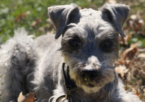 training a blind dog