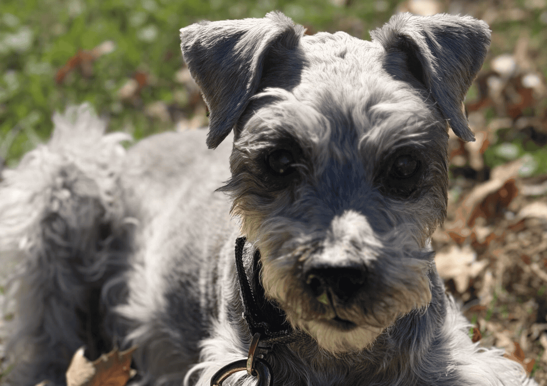 training a blind dog