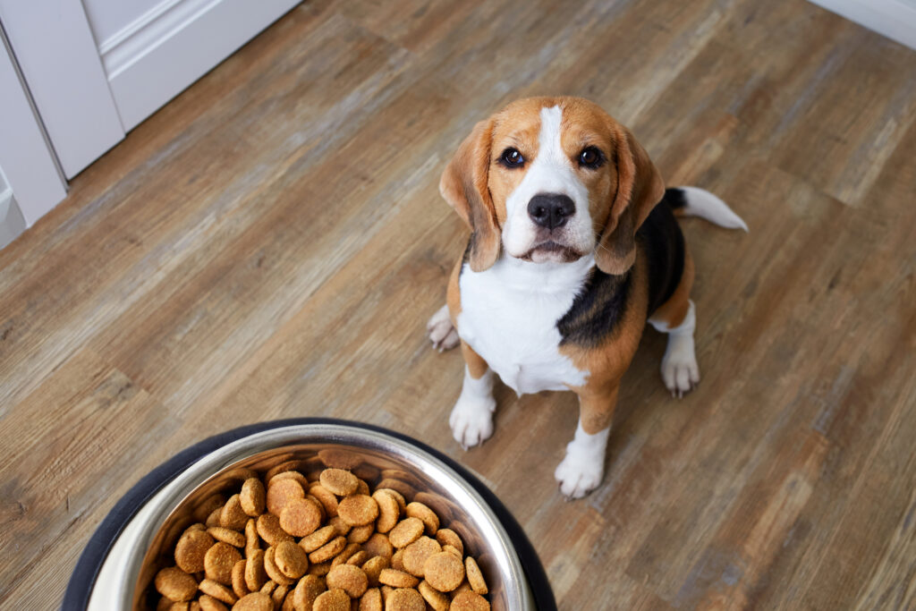 beagle waiting for dog food