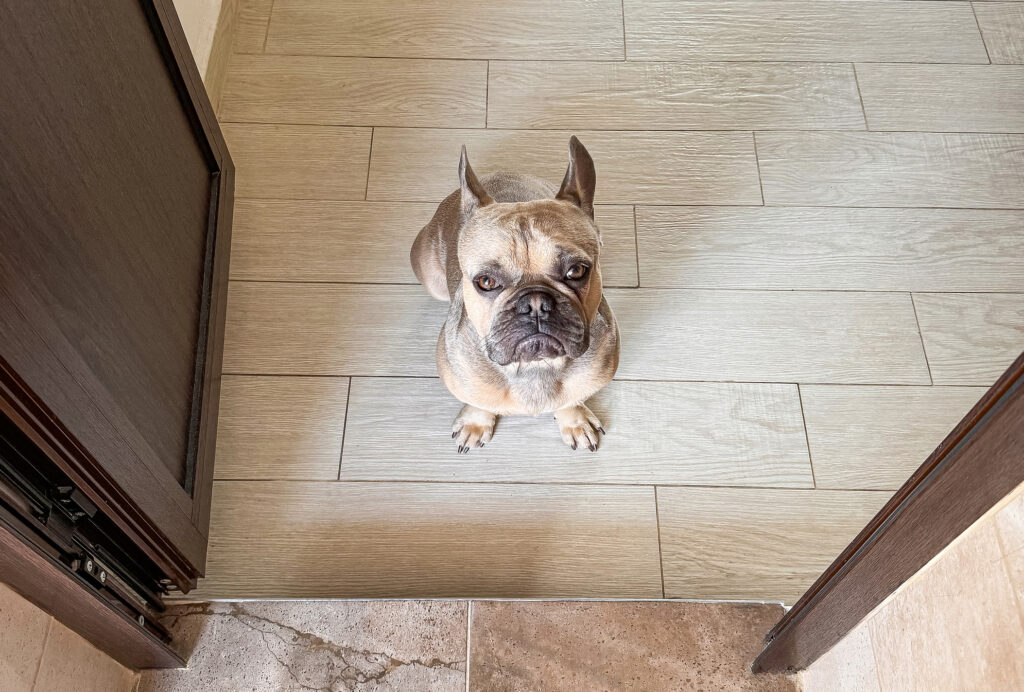 french bulldog at door