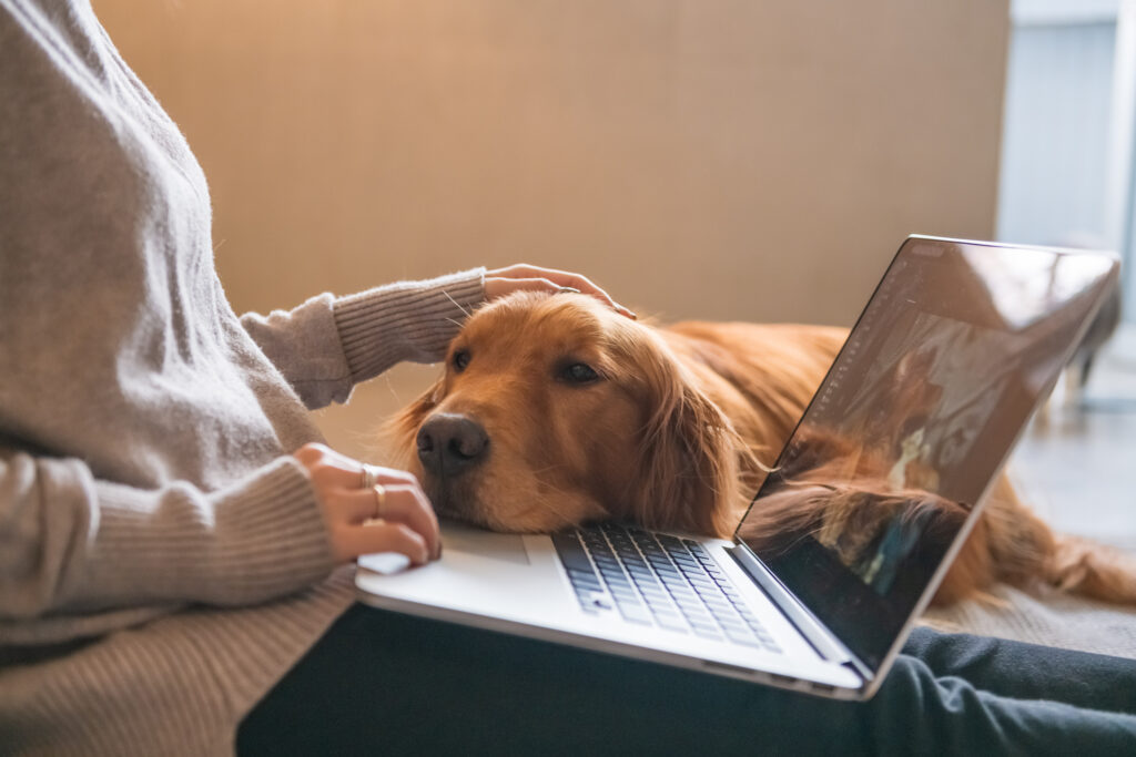 stressed dog laying on laptop