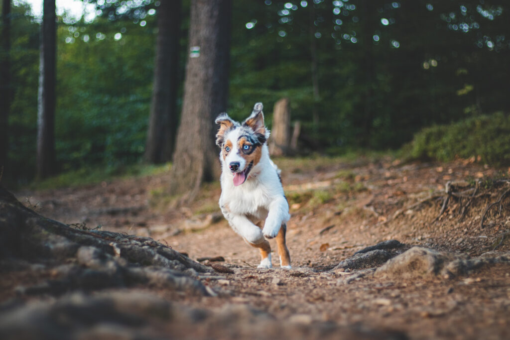 high drive australian shepherd