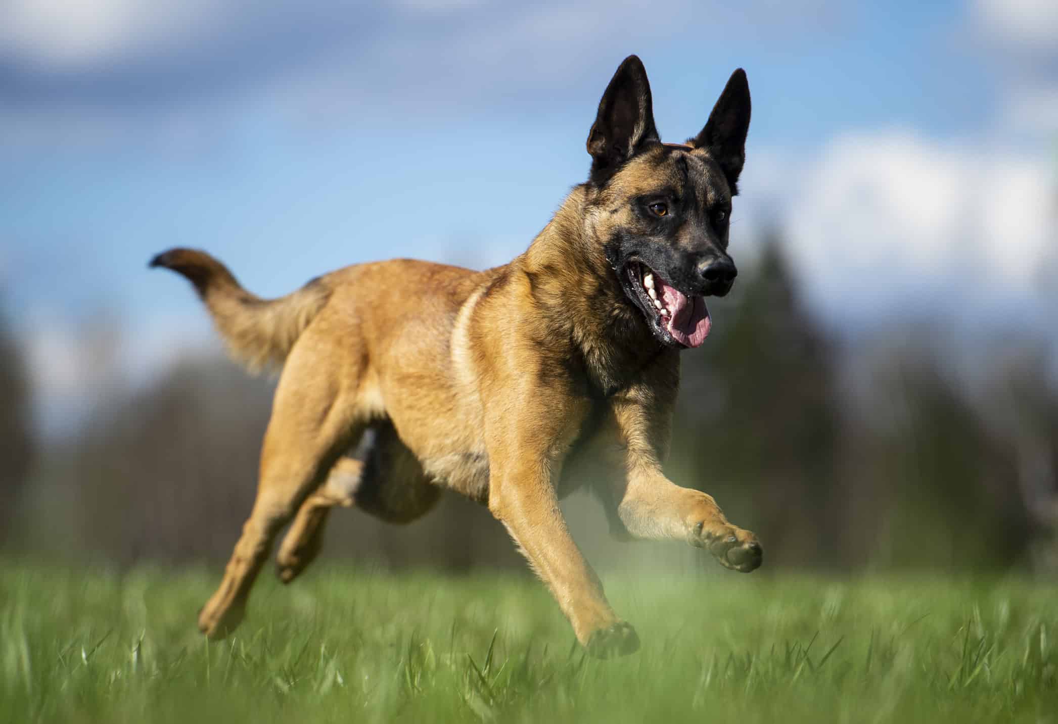 high drive belgian malinois