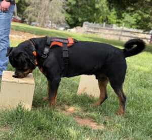 detection breed stereotypes