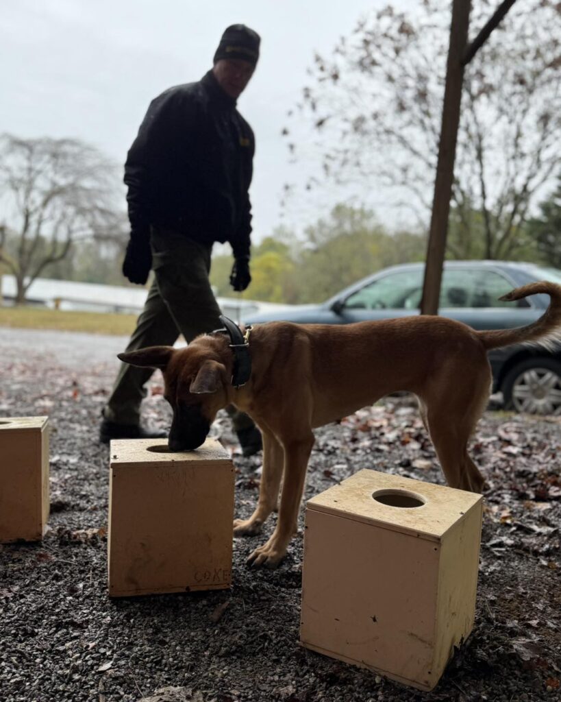 detection dog working on boxes