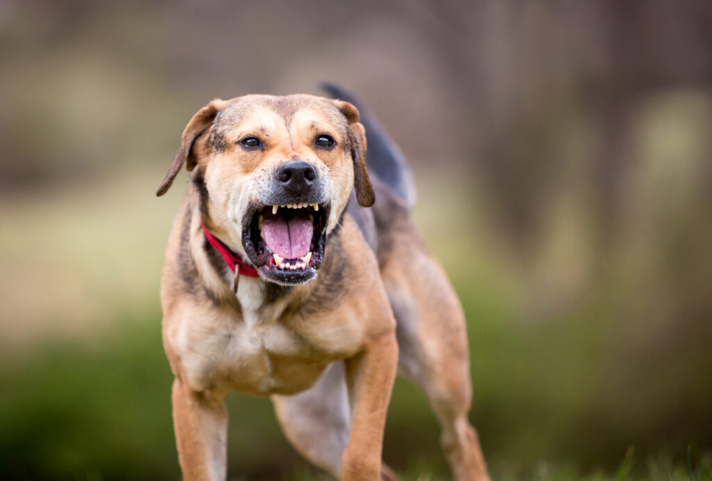 dog bite reasons