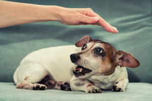 dog bites don't just happen out of nowhere