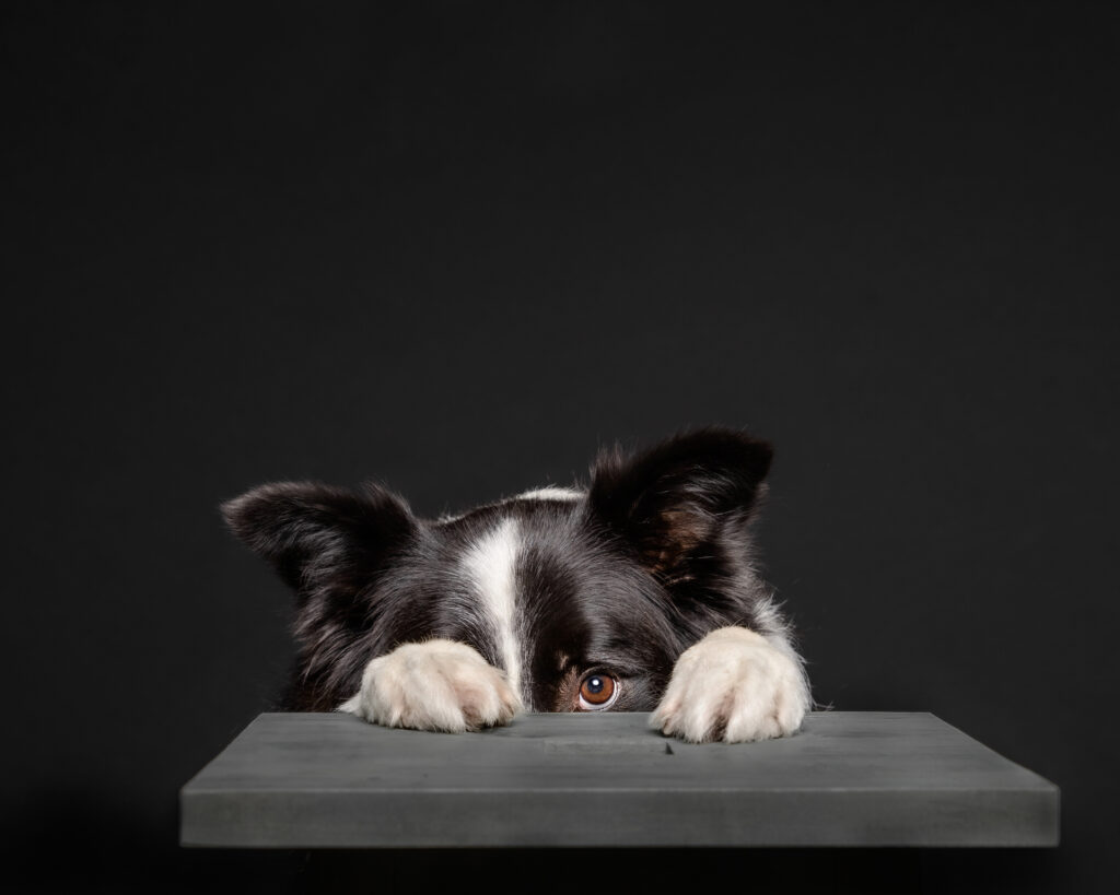 dog covering its face with paws