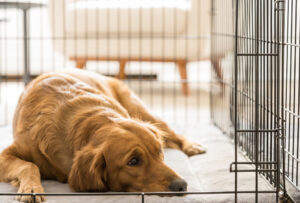 dog lying in crate