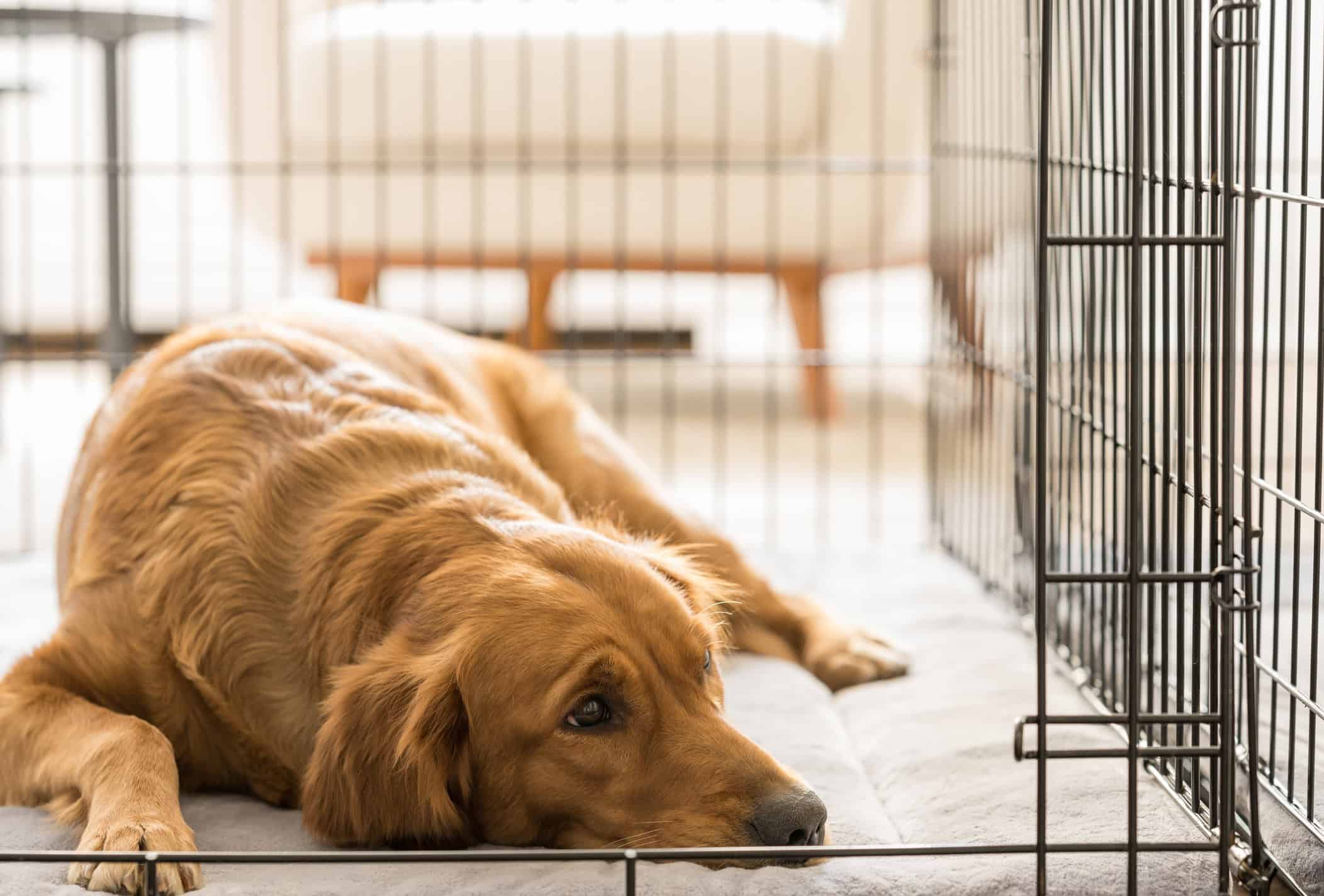 dog lying in crate