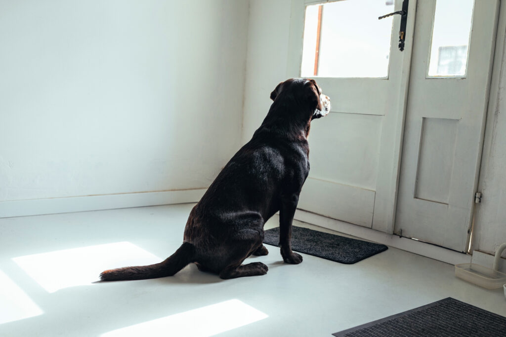 dog waiting by front door