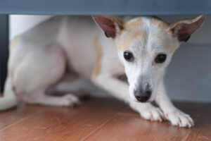 dog with fear of objects