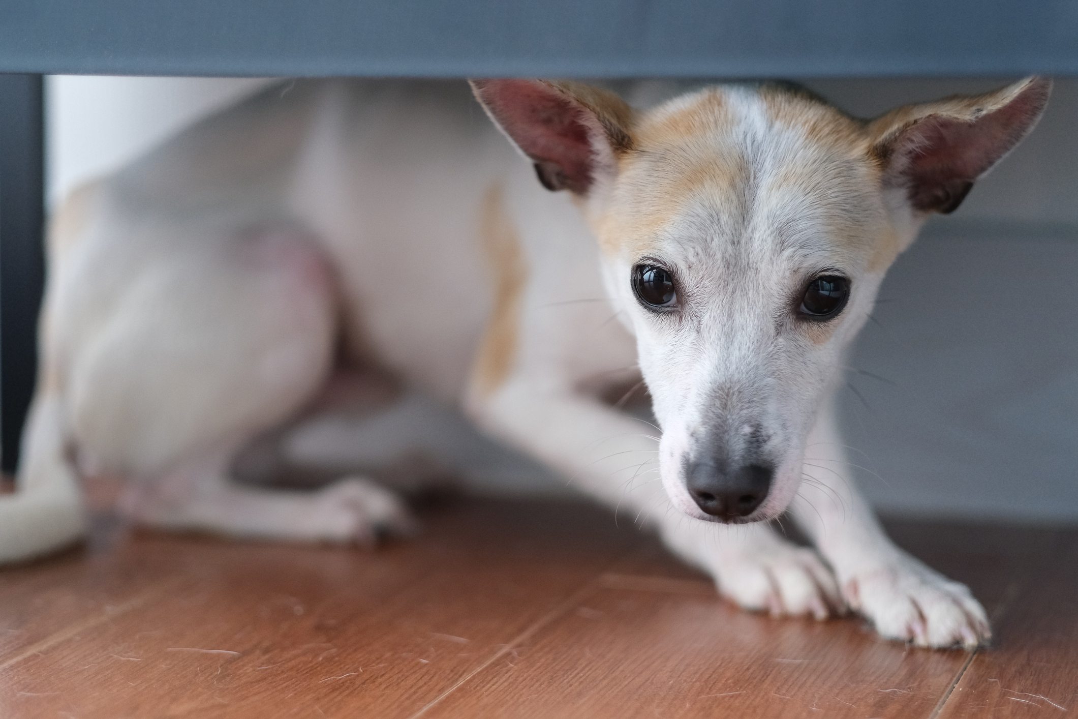 dog with fear of objects