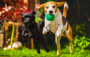 doggy playdate