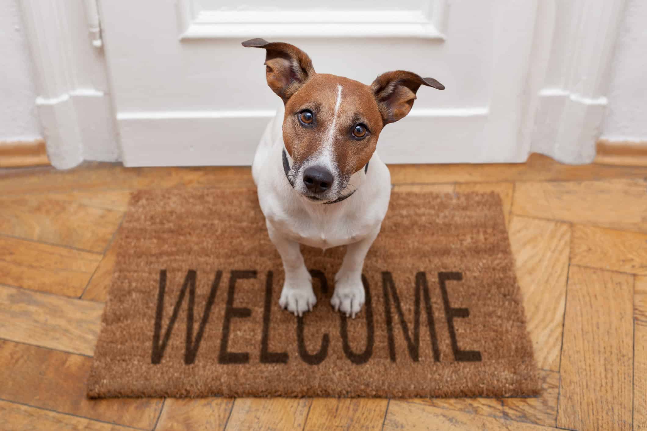 introducing dog to visitors and neighbors