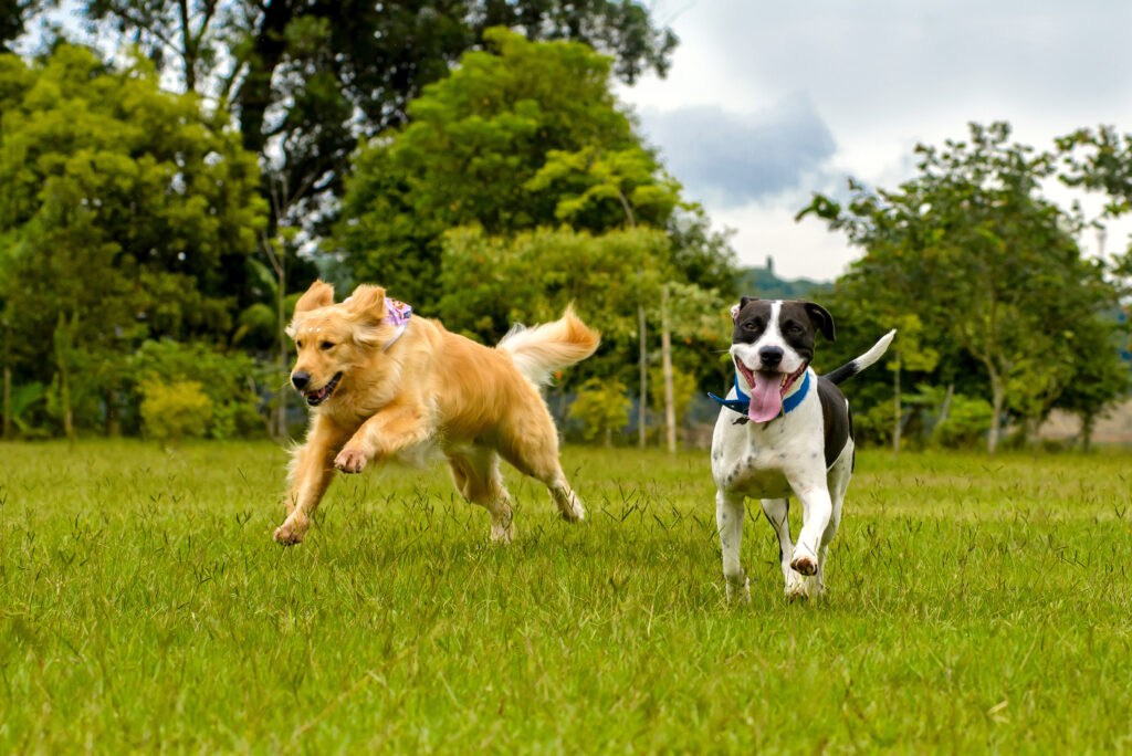 two dogs playing outside