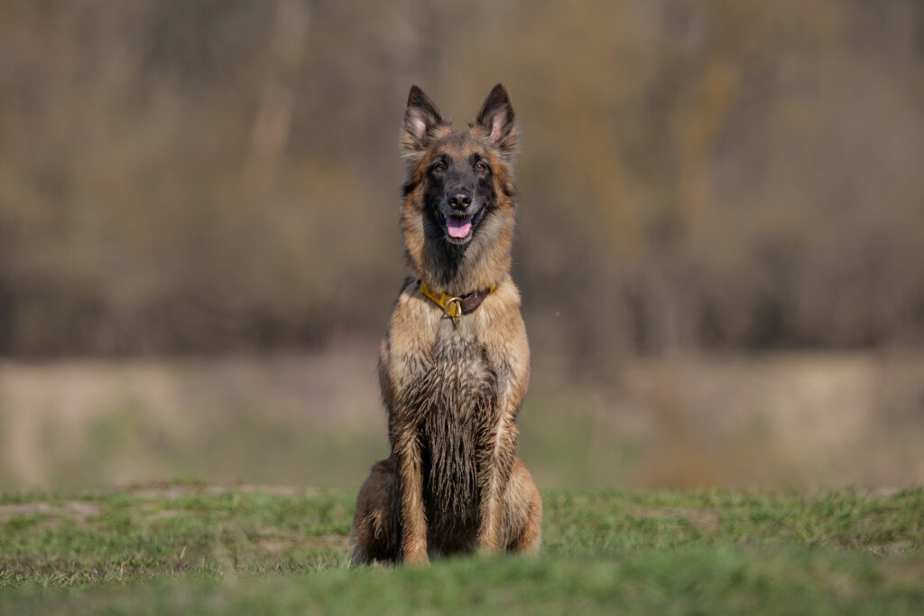 belgian tervuren in sit