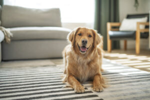 golden retriever in down stay