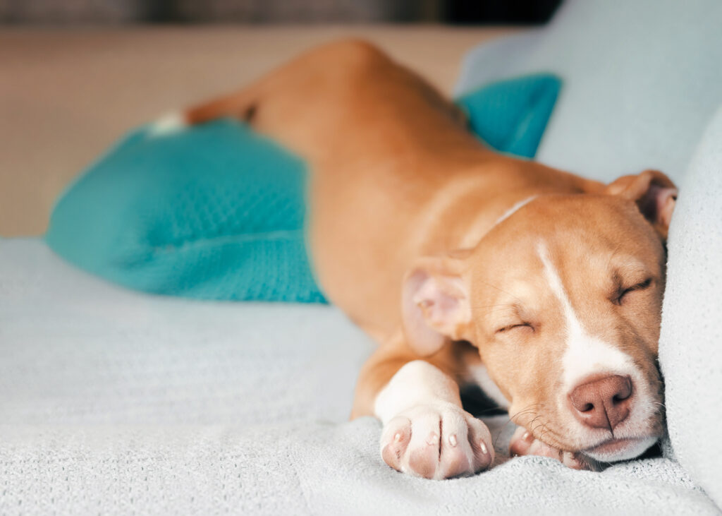 puppy sleeping on couch