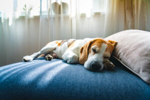 where should your dog sleep