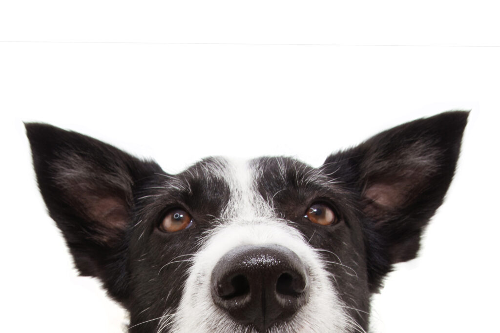 border collie thinking
