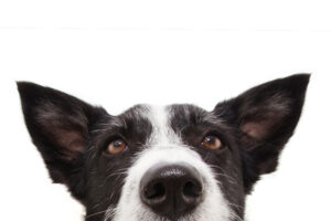 border collie thinking