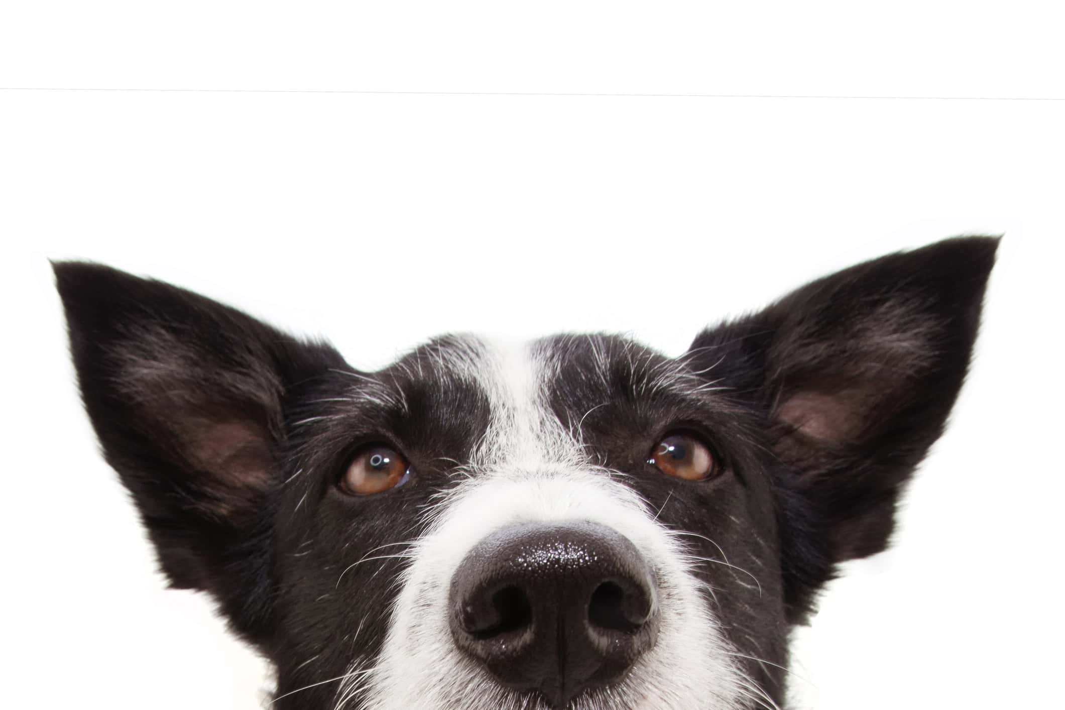 border collie thinking