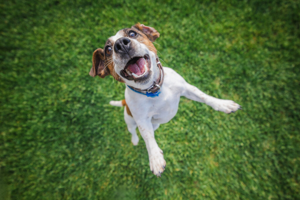 jack russell looking happy
